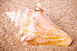 Beautiful exotic shell with golden wedding rings