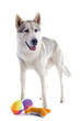 Foto: siberian husky and toys siberian husky and toys