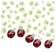 coccinella mangia afidi