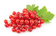 Red Currant
