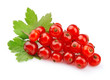 Red Currant