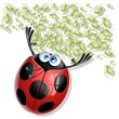 coccinella mangia afidi