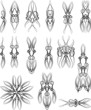 Vector: Pinstripe Design Pinstripe Design