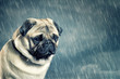 Pug in the Rain