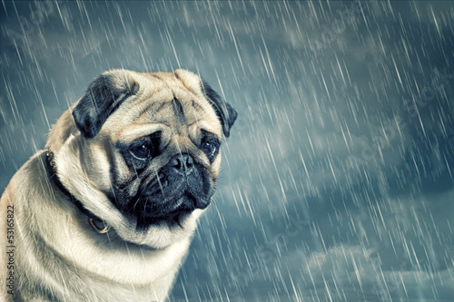 Photo: Pug in the Rain Pug in the Rain