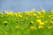 Yellow dandelions