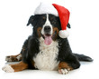 santa dog