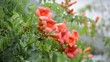 flowers in the rain