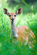 Photo: Bushbuck Deer Bushbuck Deer