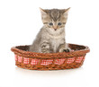 cute kitten