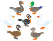 Vector: Ducks and geese Ducks and geese