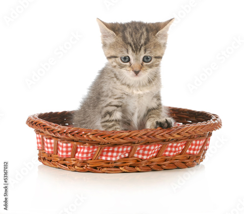 Photo: cute kitten cute kitten