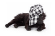 Foto: jeune chien mudi de 3 mois couché avec casquette jeune chien mudi de 3 mois couché avec casquette