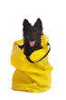 Foto: jeune chien mudi de 3 mois dans sac jaune jeune chien mudi de 3 mois dans sac jaune
