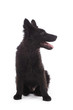 Foto: portrait chien race mudi de 3 mois assis portrait chien race mudi de 3 mois assis