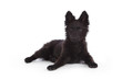 Foto: portrait chien race mudi de 3 mois couché portrait chien race mudi de 3 mois couché