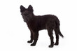Foto: portrait chien race mudi de 3 mois debout portrait chien race mudi de 3 mois debout