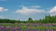Video: Field of blooming lupines flower Field of blooming lupines flower