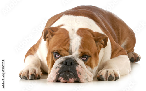 Photo: mad dog mad dog