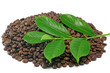 Foto: cafe mit zweig cafe mit zweig
