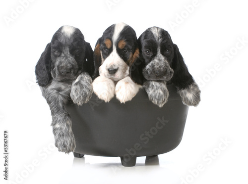 Photo: litter of puppies litter of puppies