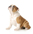 cute puppy