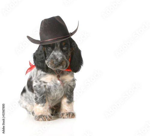 Photo: country dog country dog