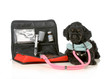 veterinary care