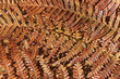 Bracken