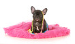 cute female puppy