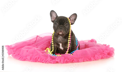 Photo: cute female puppy cute female puppy
