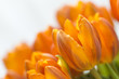 Gelbe Tulpen vor weissem Hintergrund 3
