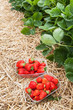 Box of fresh organic strawberries on the straw floor 