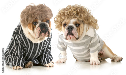 Photo: humanized dogs humanized dogs