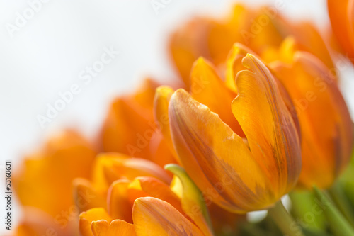 Photo: Gelbe Tulpen vor weissem Hintergrund 3 Gelbe Tulpen vor weissem Hintergrund 3
