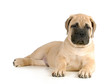 cute puppy