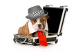 business puppy