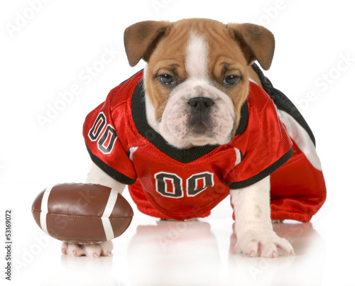 Photo: football dog football dog