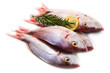 Foto: sea bream sea bream