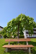 Bank unter einem Baum