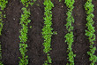 Vegetables
