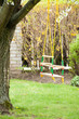 Tree swing