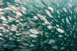 Photo: Underwater in the Florida Keys Underwater in the Florida Keys