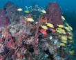 Photo: Fish on a reef in Florida Fish on a reef in Florida