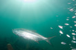 Photo: A big and silvery fish A big and silvery fish