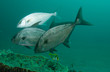 Photo: Fish on a reef in Florida Fish on a reef in Florida