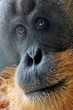 Photo: Orang-Porträt Orang-Porträt