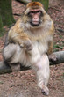 Berberaffe