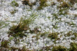 Big ice balls hail on green grass