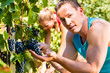 Foto: Winegrower picking grapes at harvest time Winegrower picking grapes at harvest time